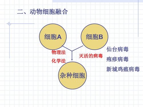 動物細(xì)胞工程 細(xì)胞工程的精細(xì)分支與應(yīng)用前景