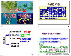 細(xì)胞工程 原理、技術(shù)及應(yīng)用